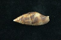 藏品(粗斑筆螺)的圖片